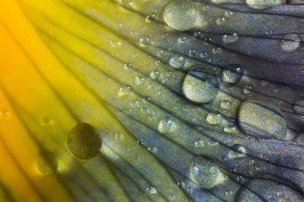 Jones, Adam 아티스트의 Iris petal with raindrops작품입니다.